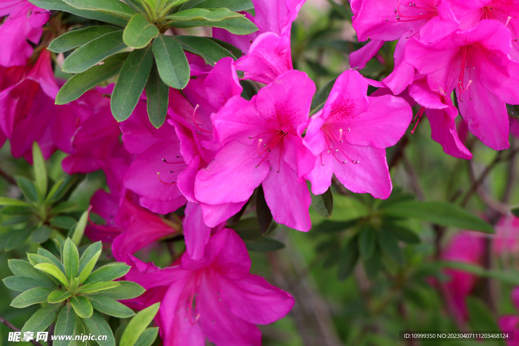 杜鹃花
