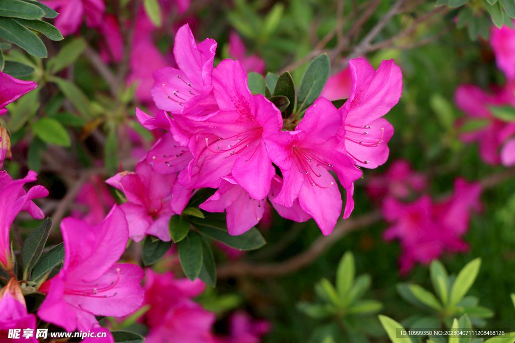 杜鹃花