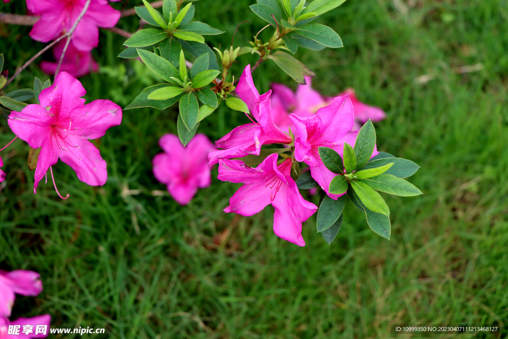 杜鹃花