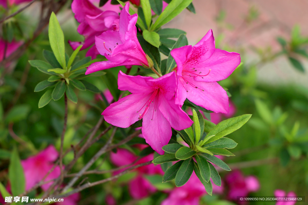 杜鹃花