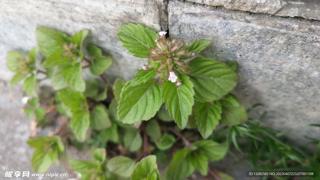 细风轮菜