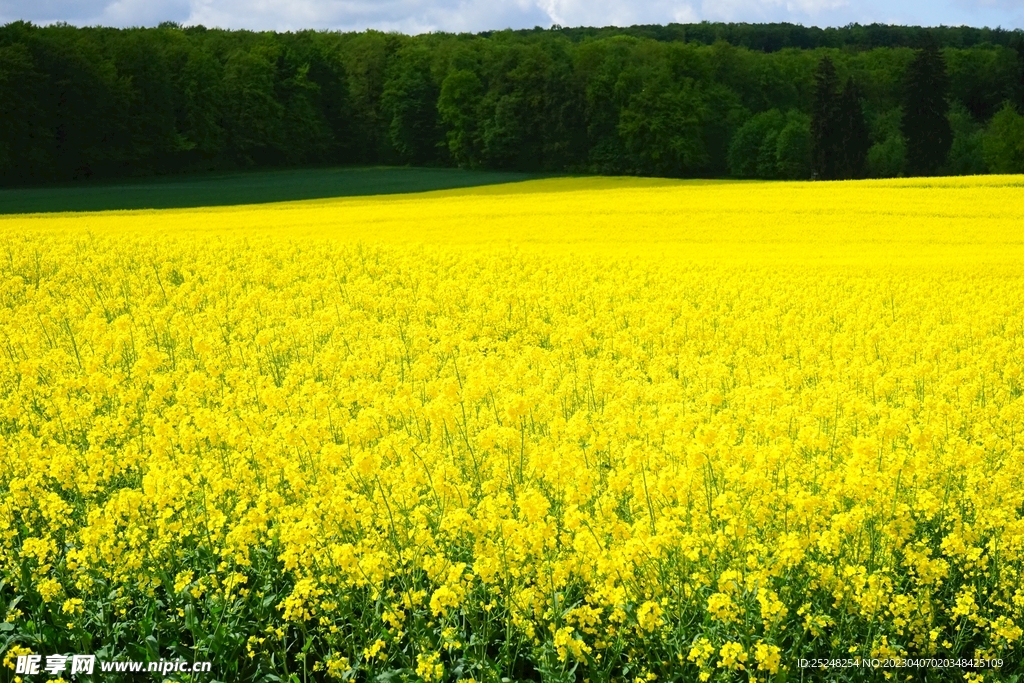 金黄色油菜花花海