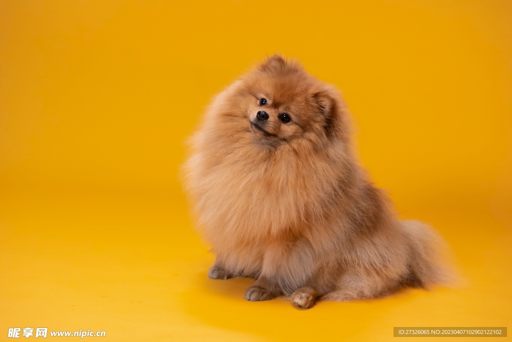 狗 