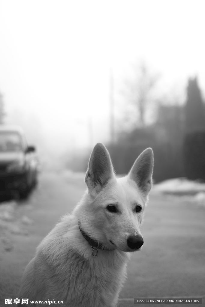 狗 