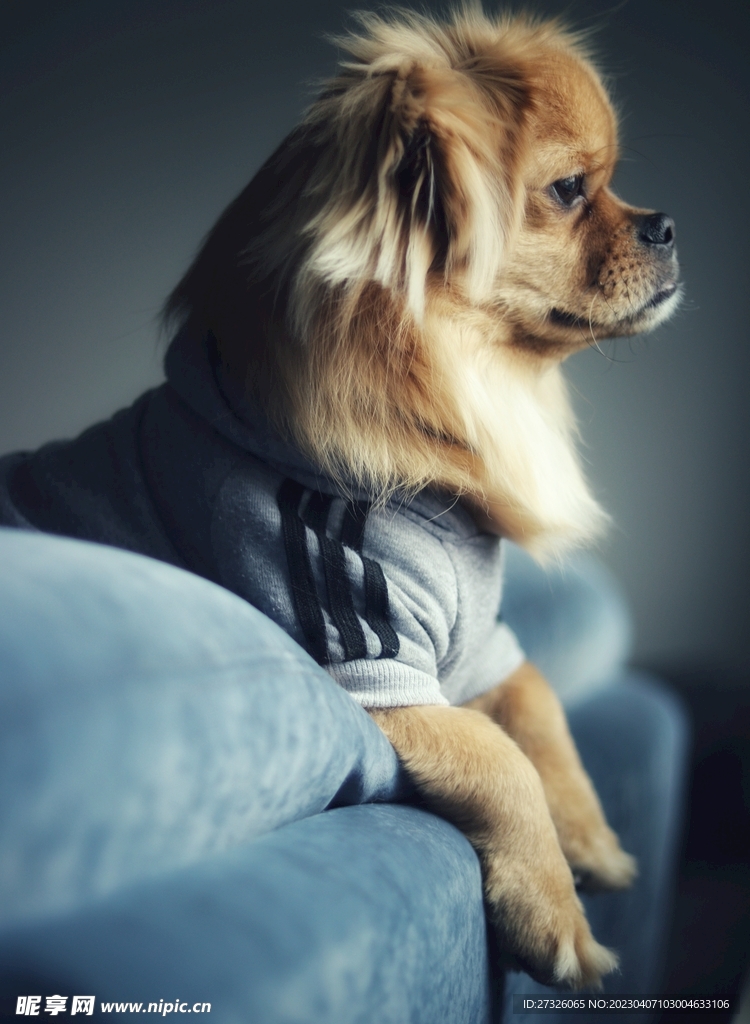 狗 