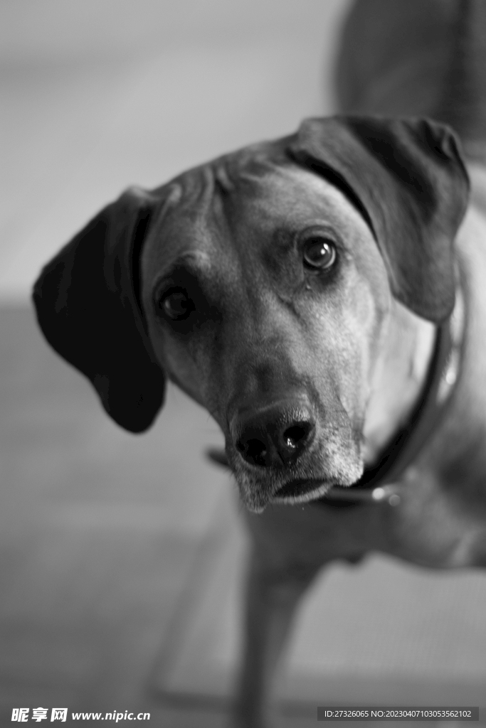 狗 