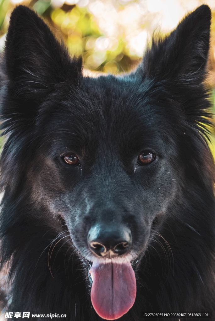 狗 