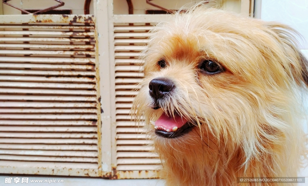 狗