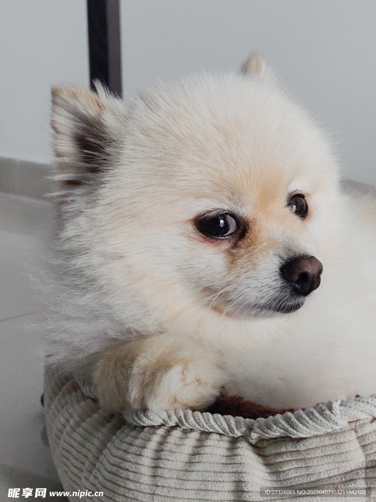 狗 
