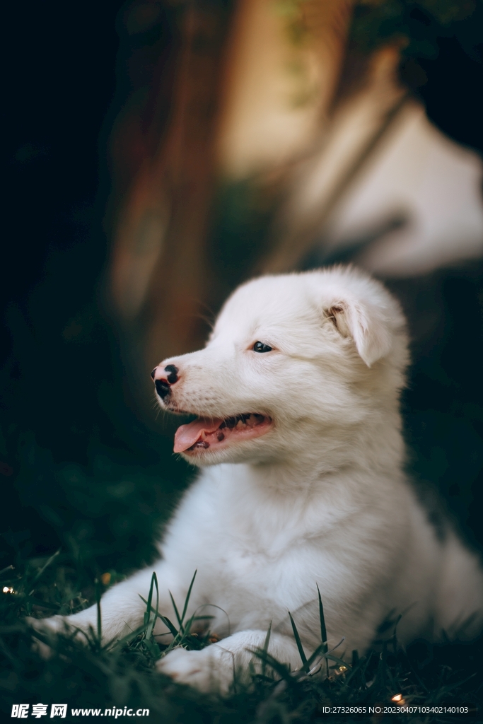 狗