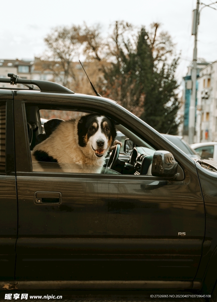 狗 