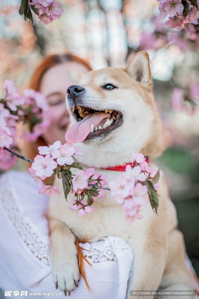 狗 