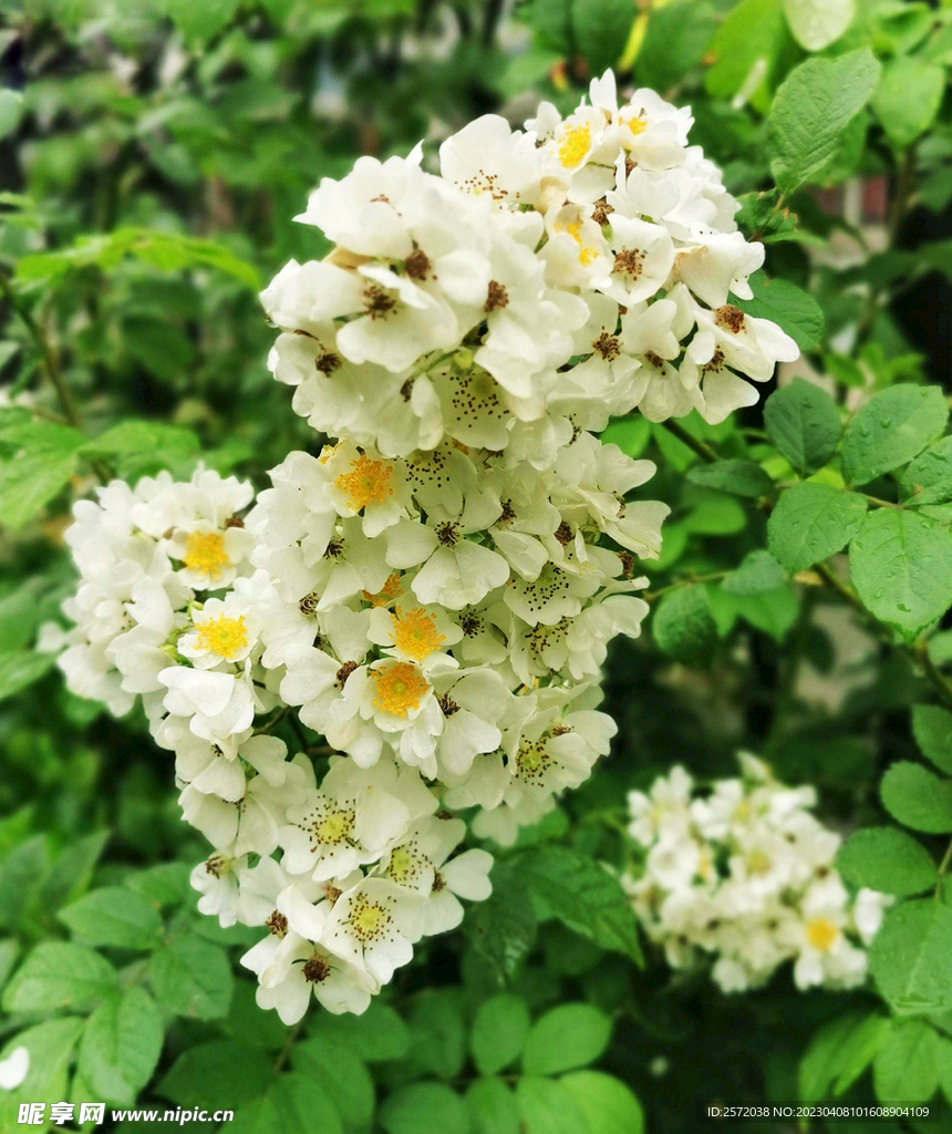蔷薇花开