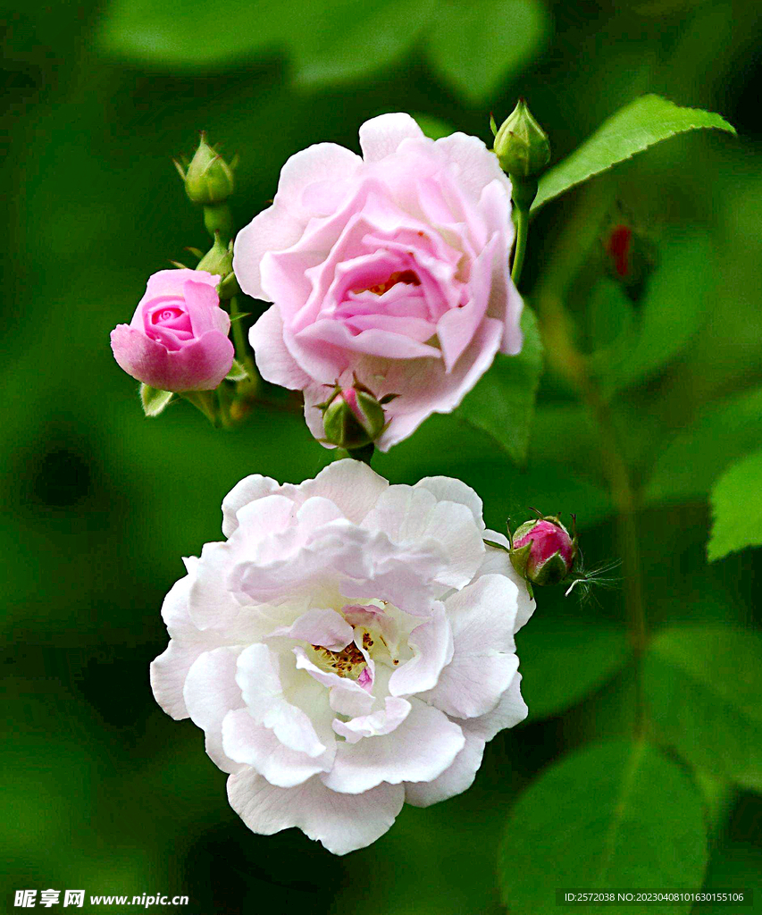 蔷薇花开
