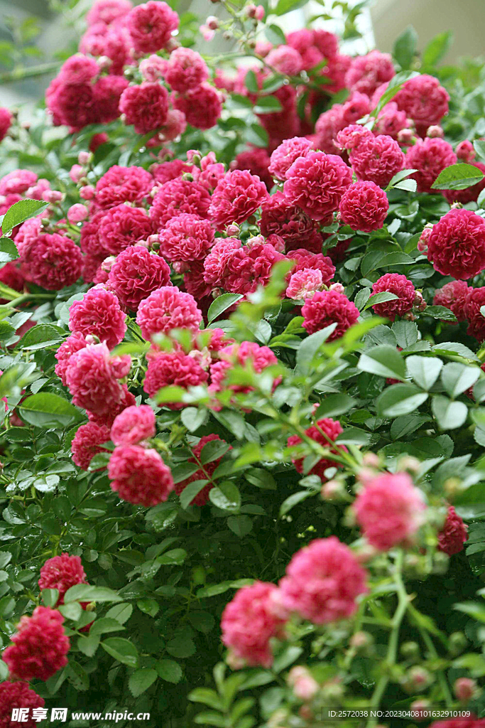 蔷薇花开