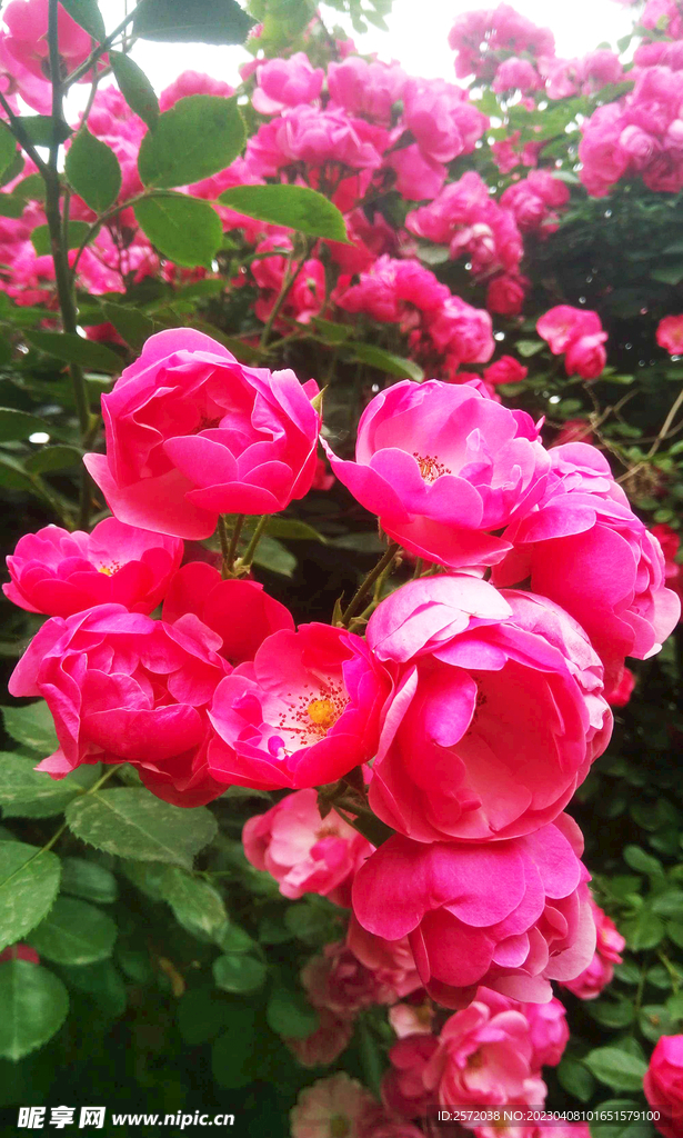 蔷薇花开