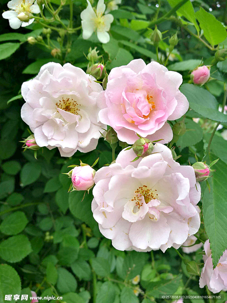 蔷薇花开