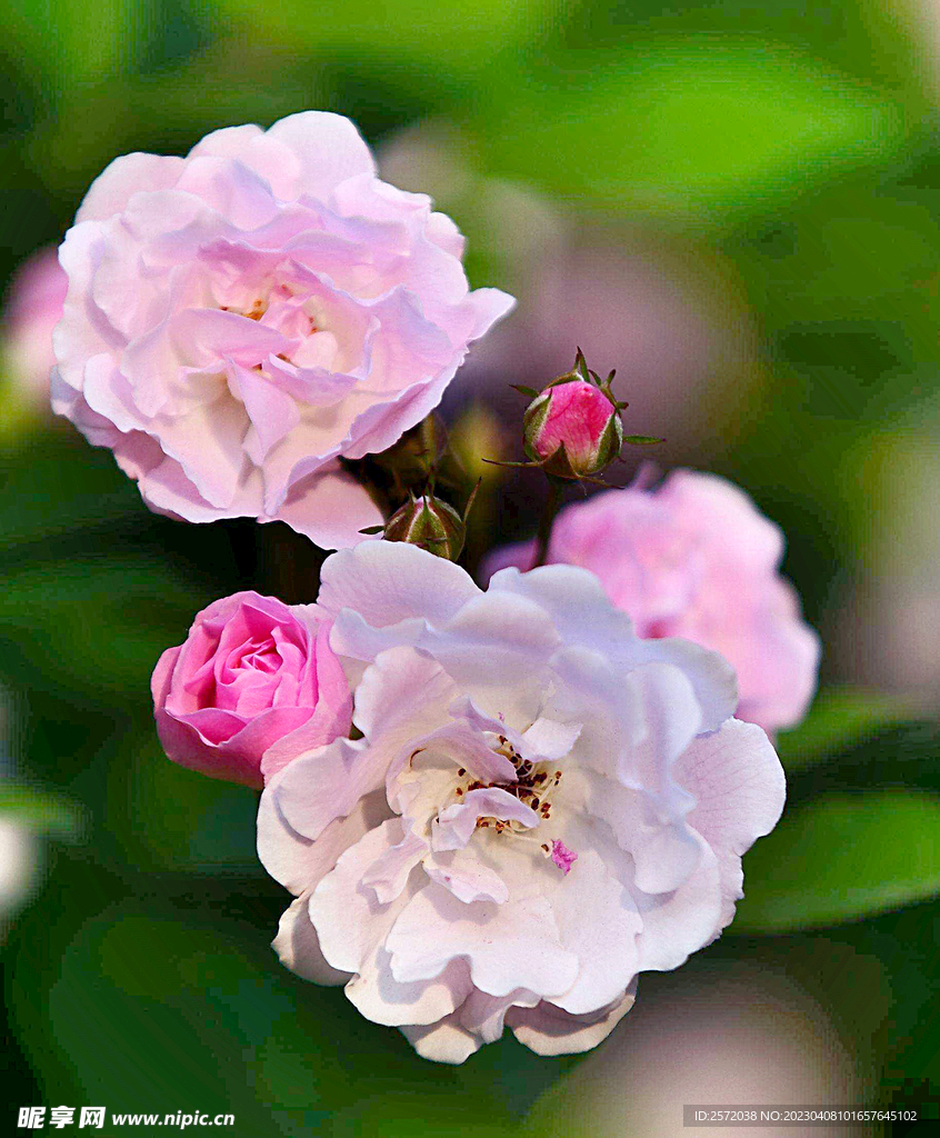 蔷薇花开
