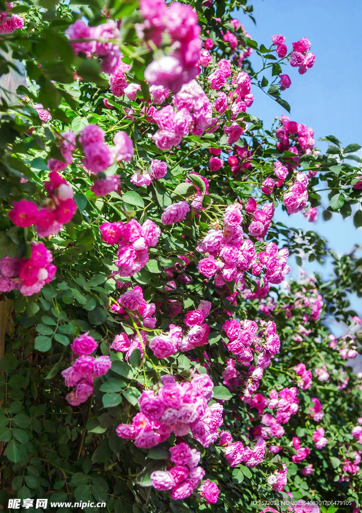 蔷薇花开