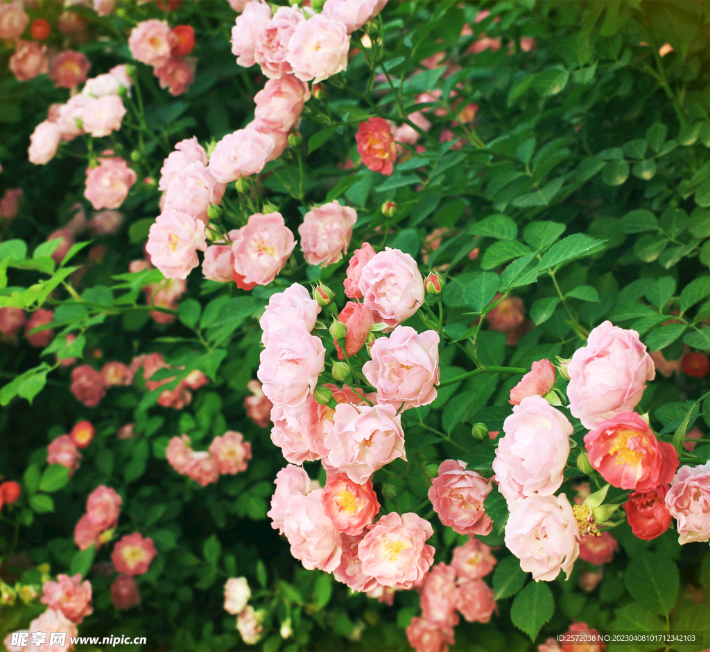 蔷薇花开