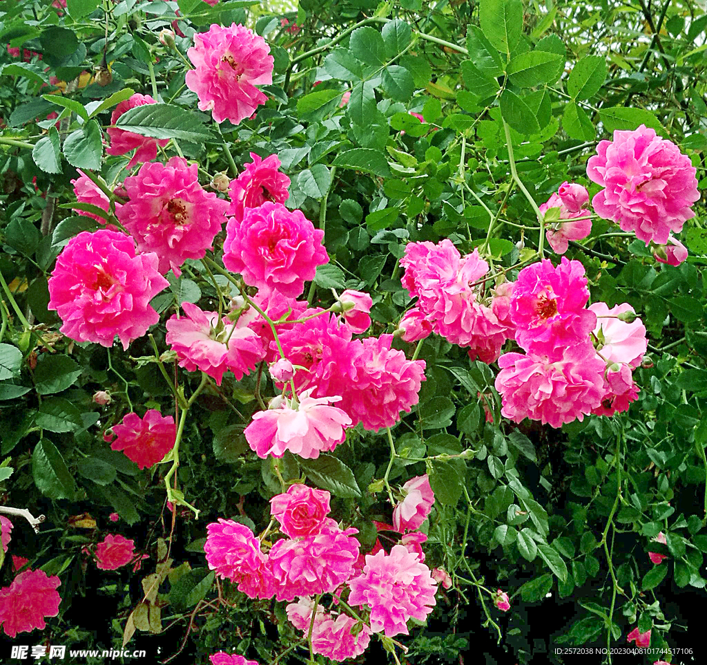 蔷薇花开