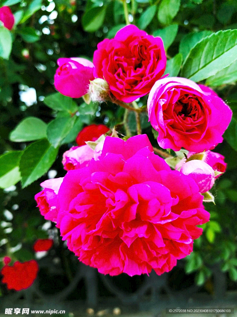 蔷薇花开