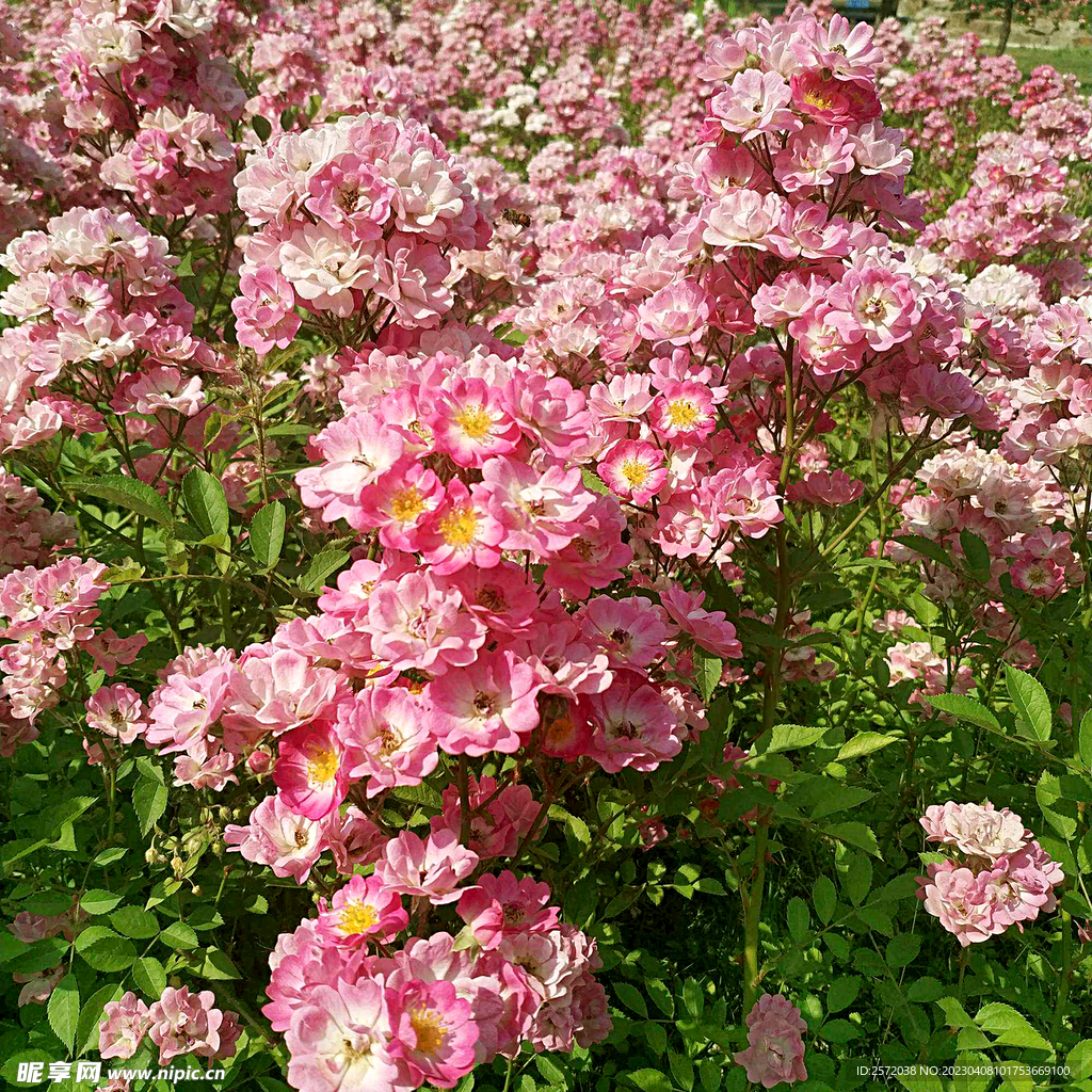 蔷薇花开