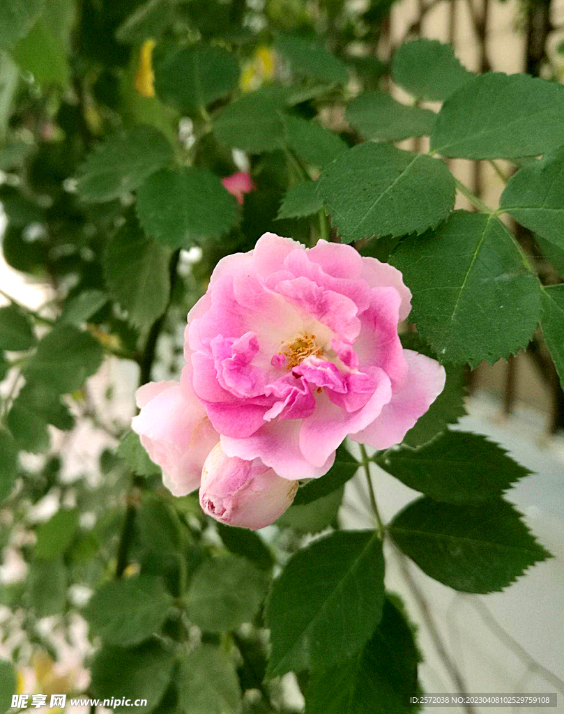 蔷薇花开