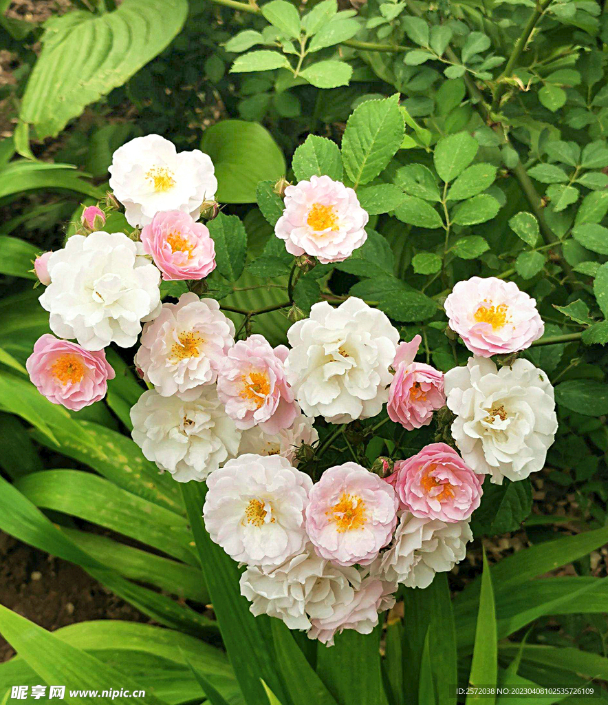 蔷薇花开