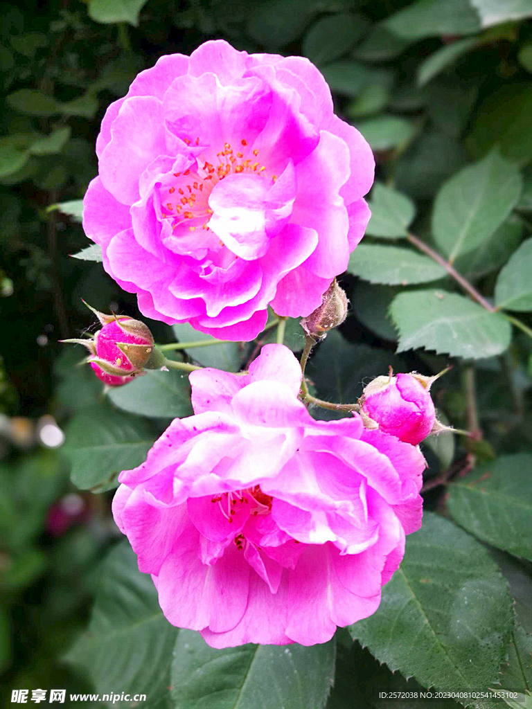 蔷薇花开
