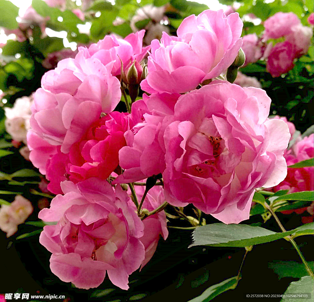 蔷薇花开