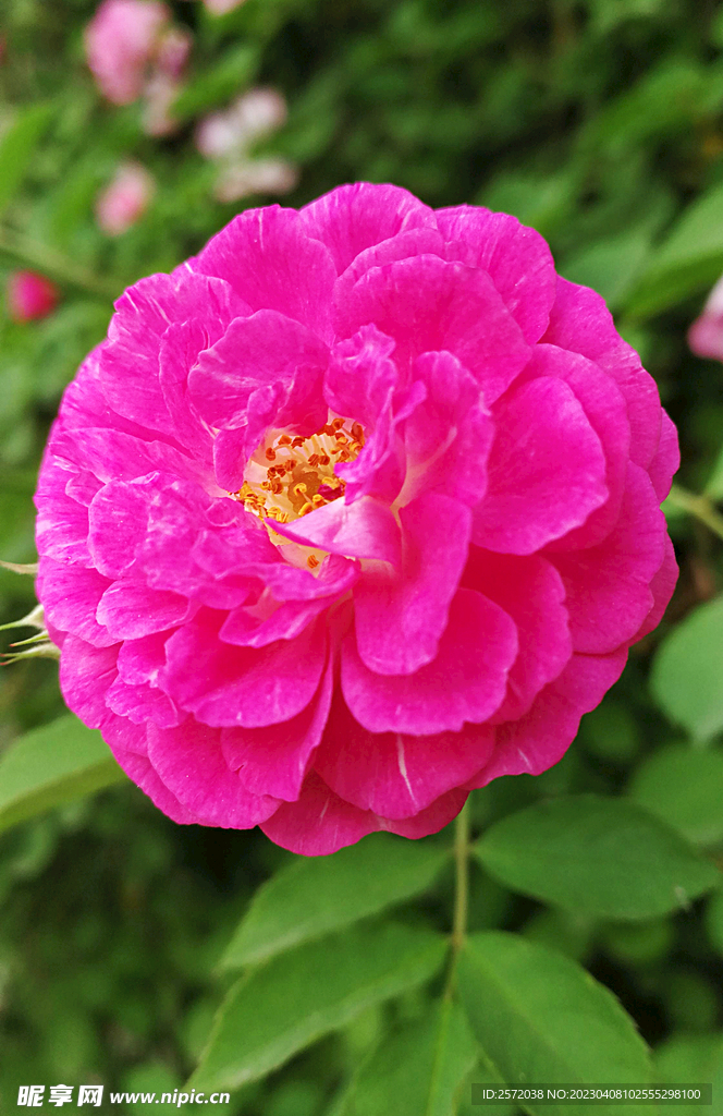 蔷薇花开