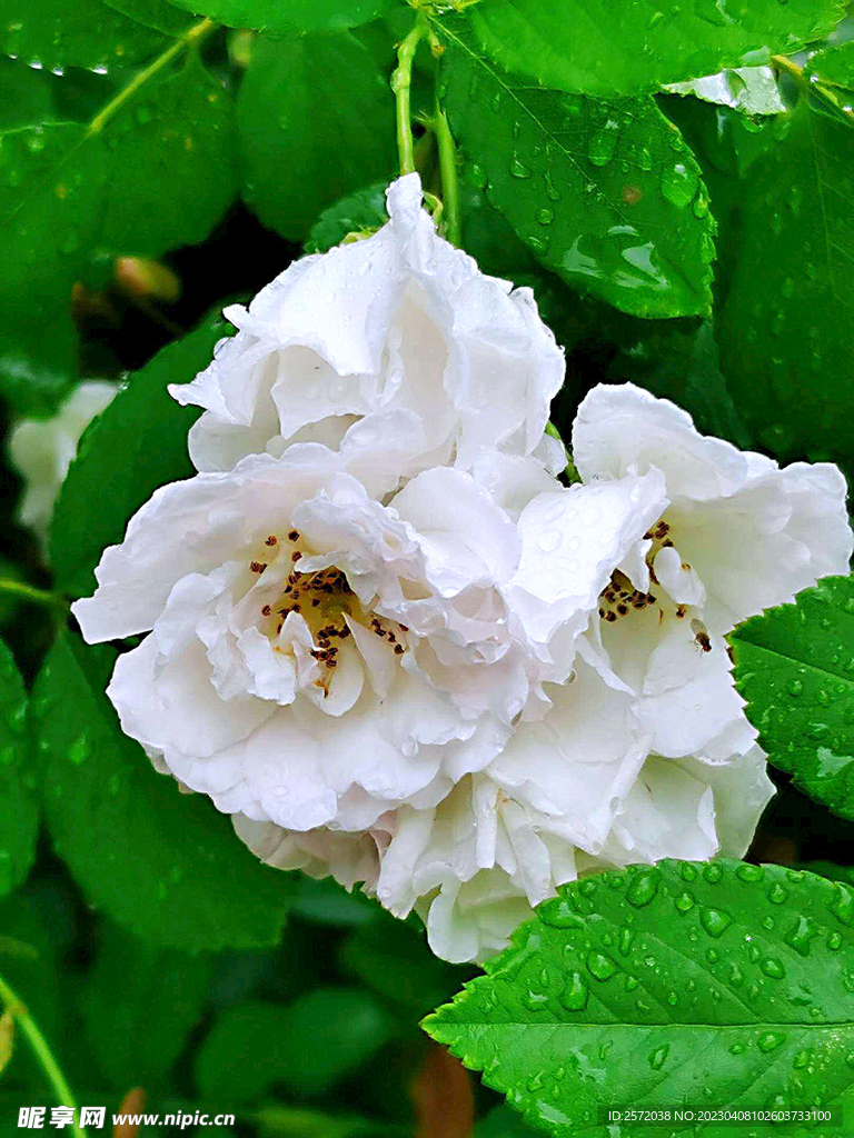 蔷薇花开