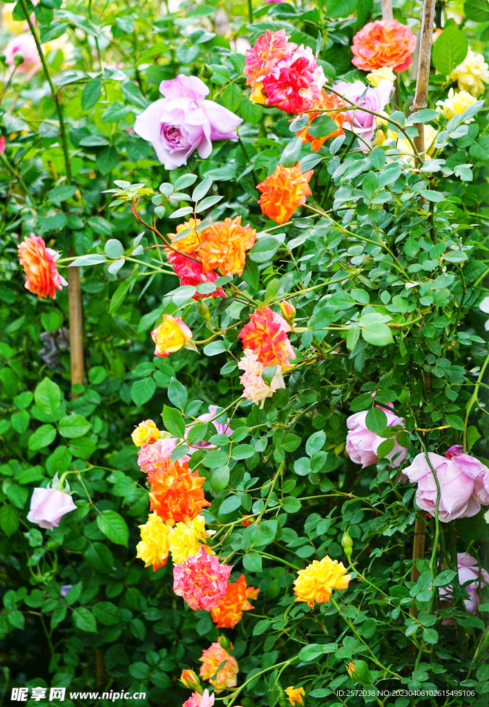 蔷薇花开
