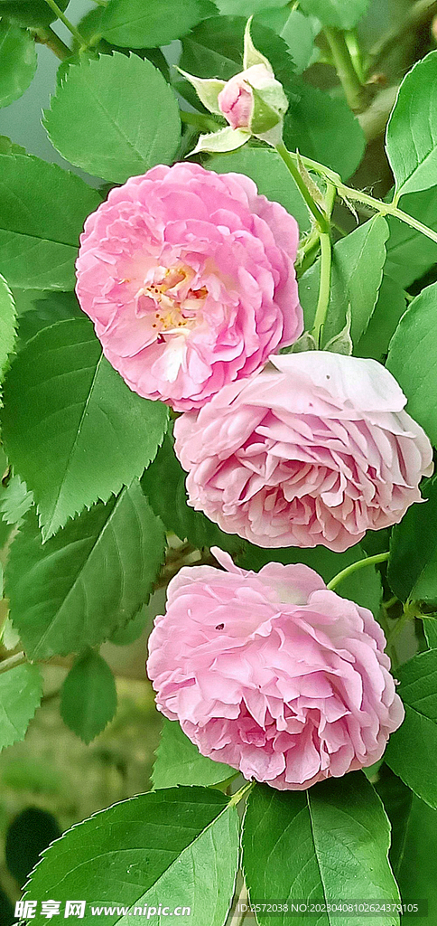 蔷薇花开