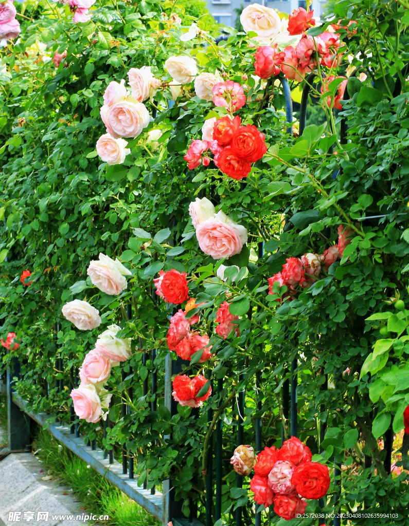 蔷薇花开