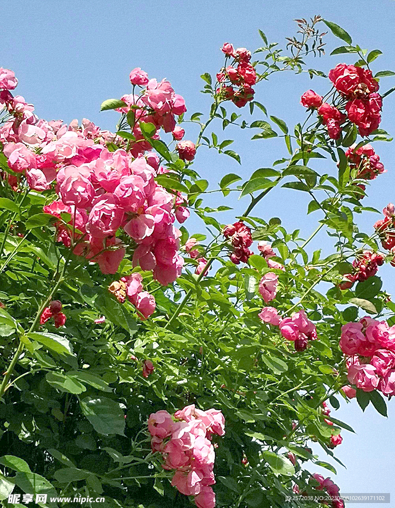 蔷薇花开