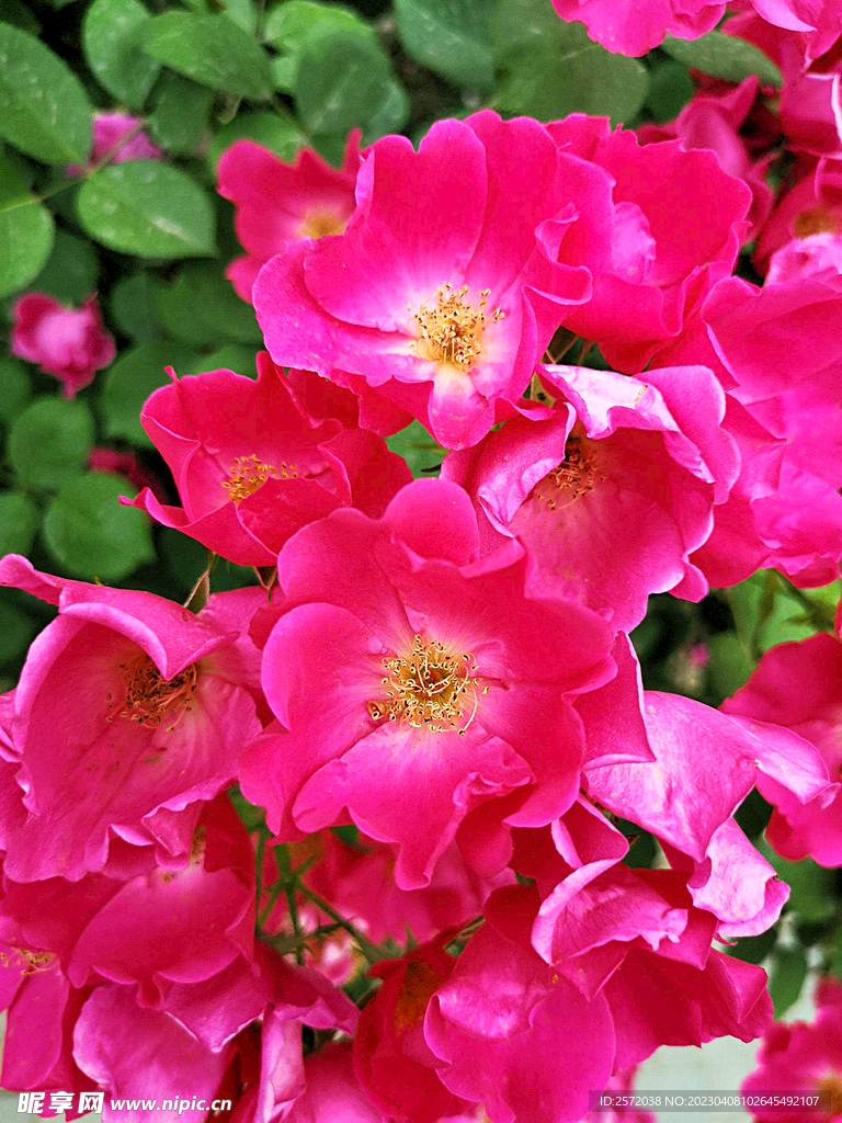 蔷薇花开