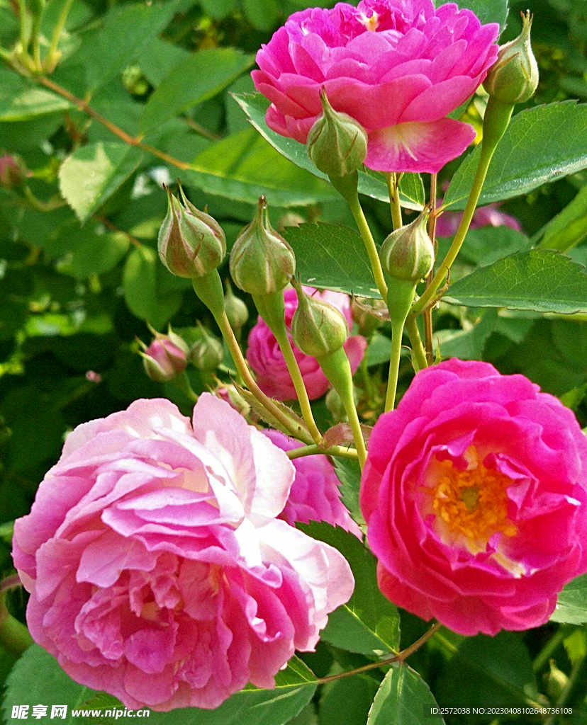 蔷薇花开