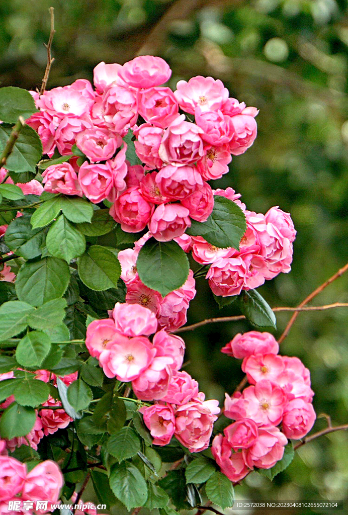 蔷薇花开