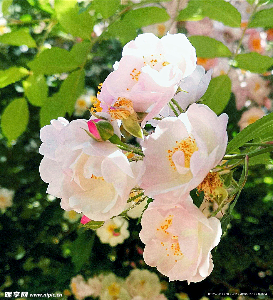 蔷薇花开