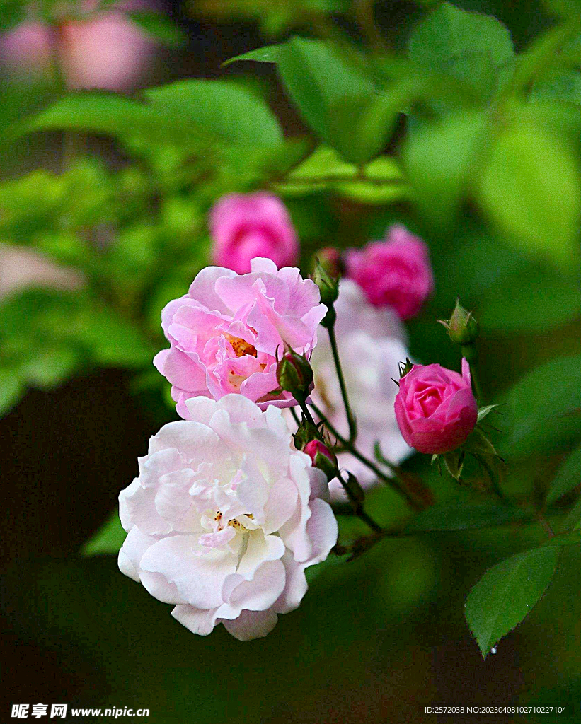 蔷薇花开