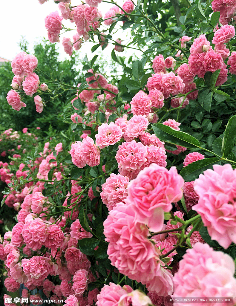 蔷薇花开