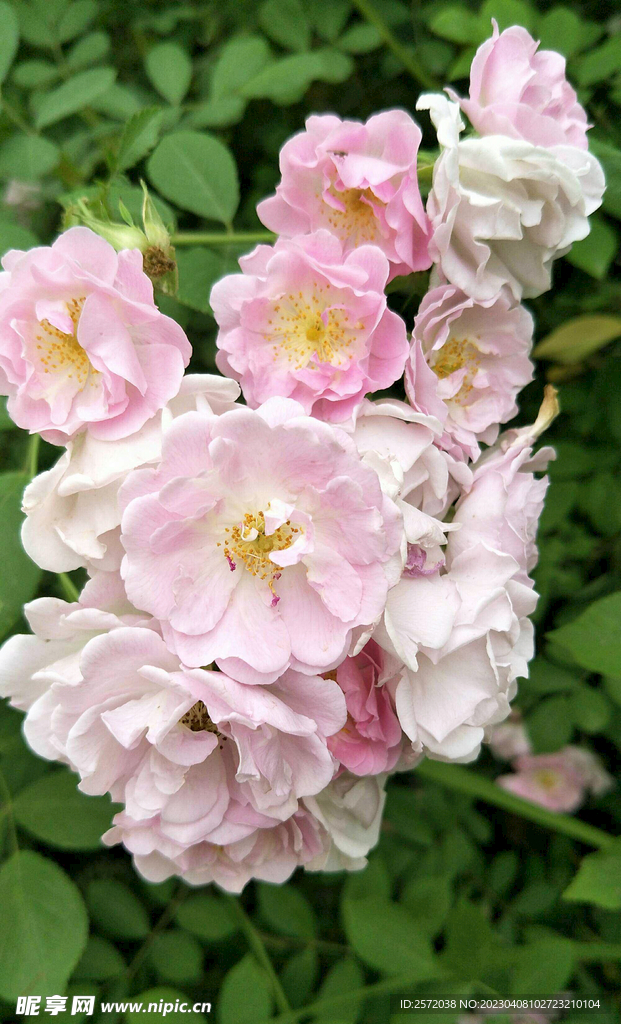 蔷薇花开
