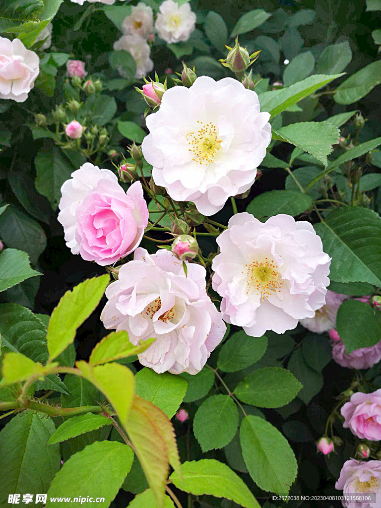 蔷薇花开