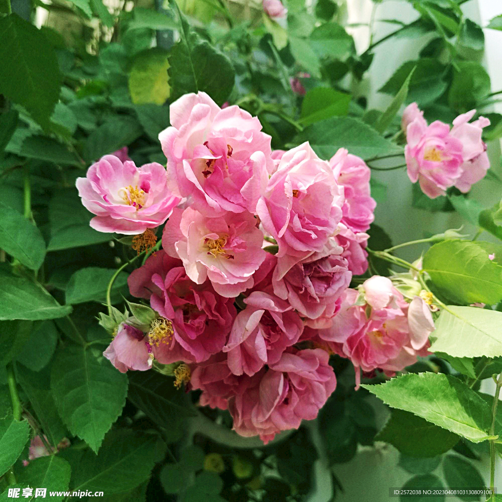 蔷薇花开