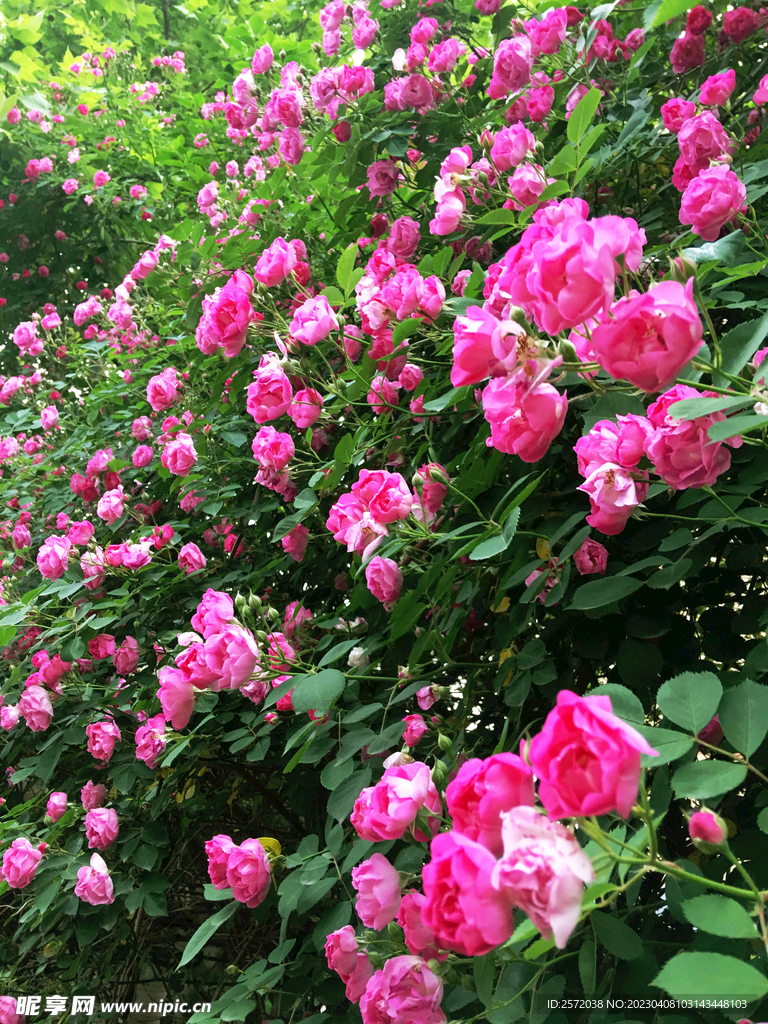 蔷薇花开