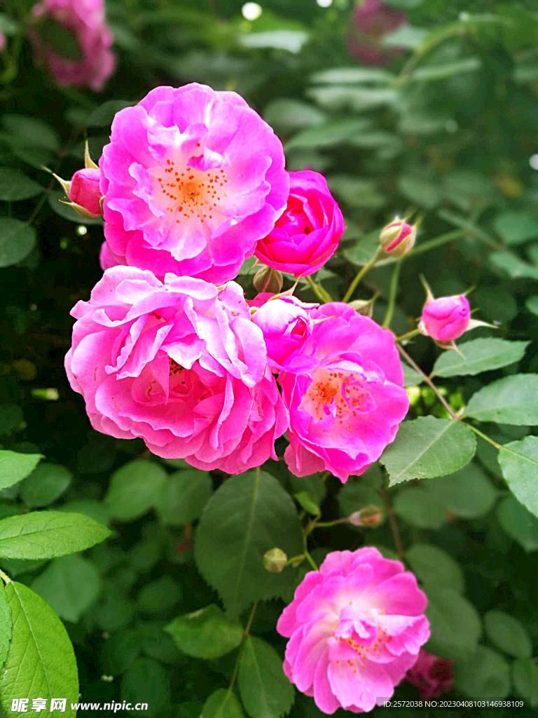 蔷薇花开