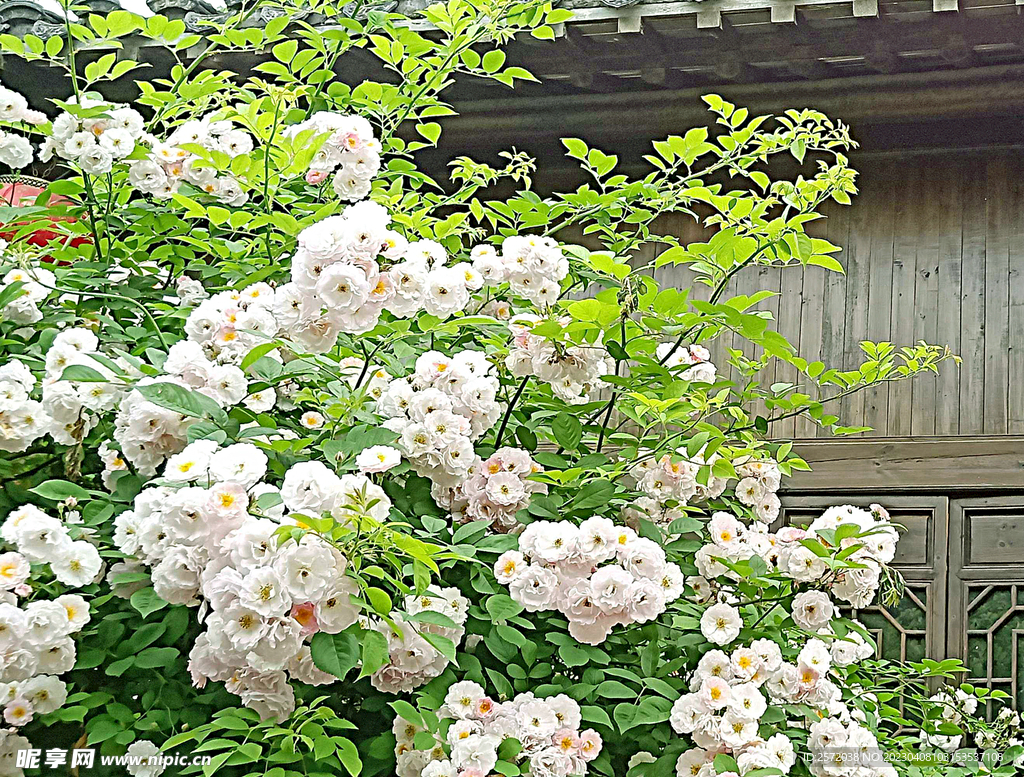 蔷薇花开