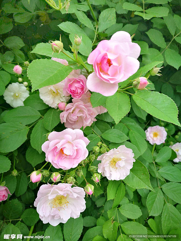 蔷薇花开